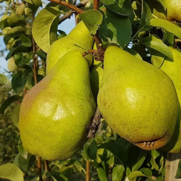 Груша Вижниця