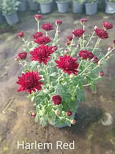 Хризантема мелкоцветковая горшечная Harlem Red.