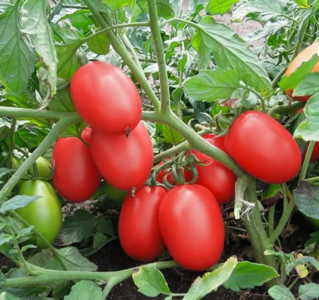 Помідори Лагідний 0,2 г Агро М