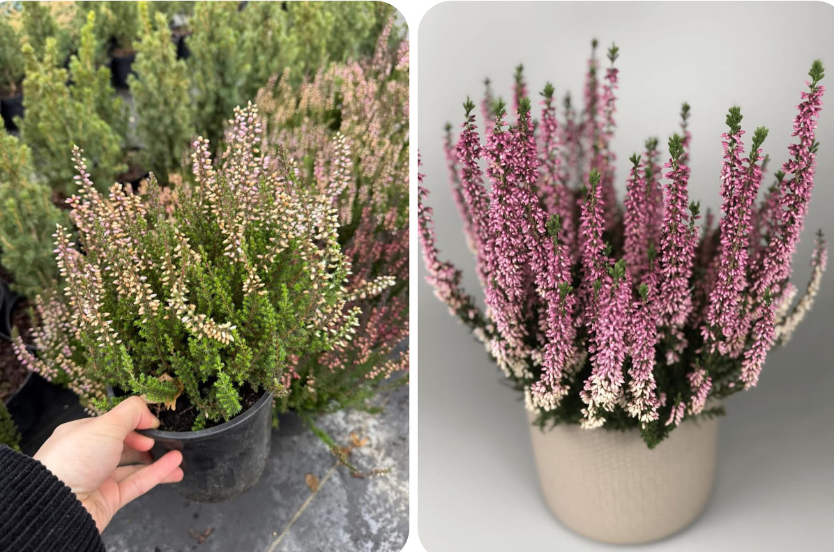 Верес ніжно рожевий