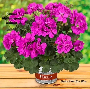 Пеларгонія зональна Dolce Vita Evi Blue