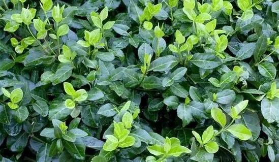 🌿 Бересклет Форчуна "Hort's Blaze"