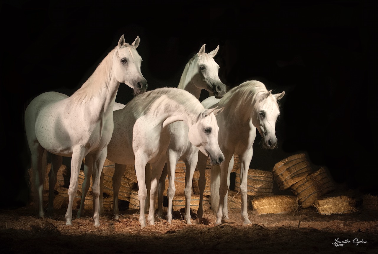 Mares in Kuwait