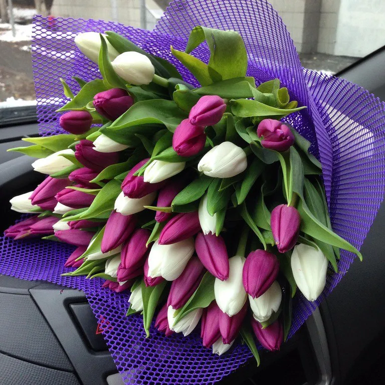 Букет з 51 білого та фіолетового тюльпана