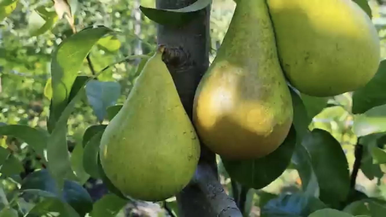 Груша 