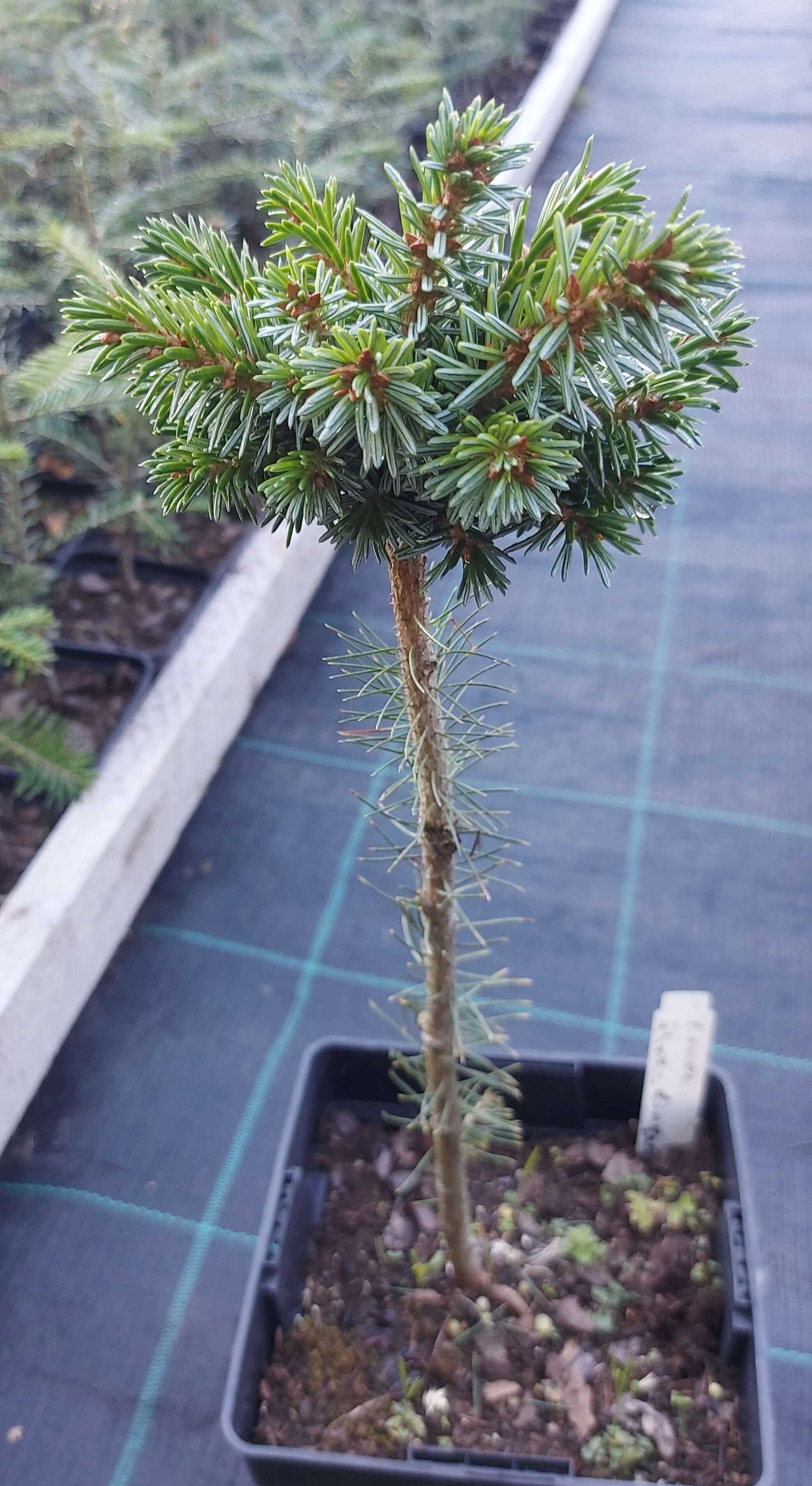 Ялина сербська (Picea omorika WB)