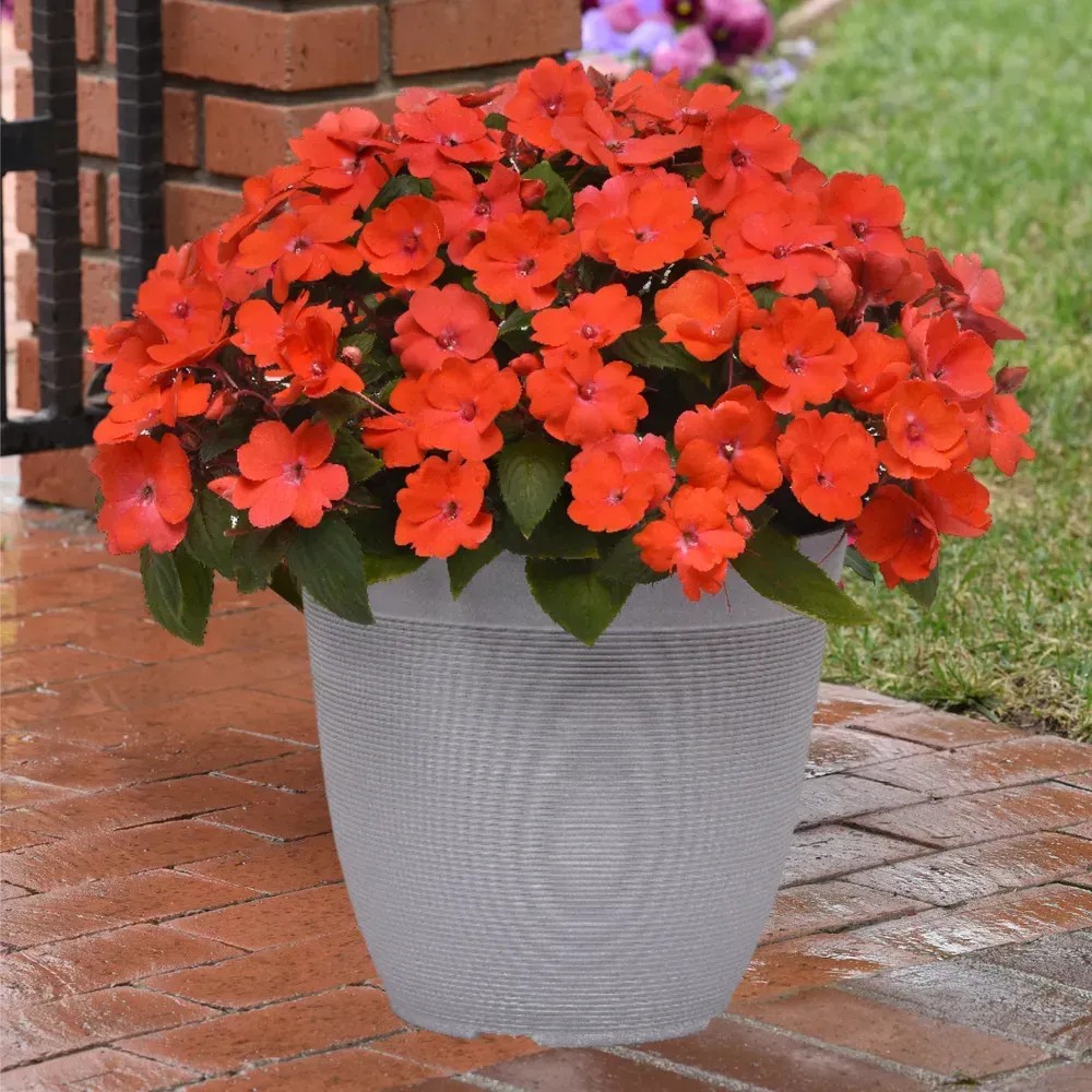 Бальзамін Новогвінейський Імпатієнс Sunpatiens Vigorous Orange (касетна розсада)
