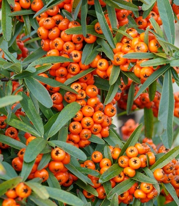 🌿 Піраканта "Orange Charmer"