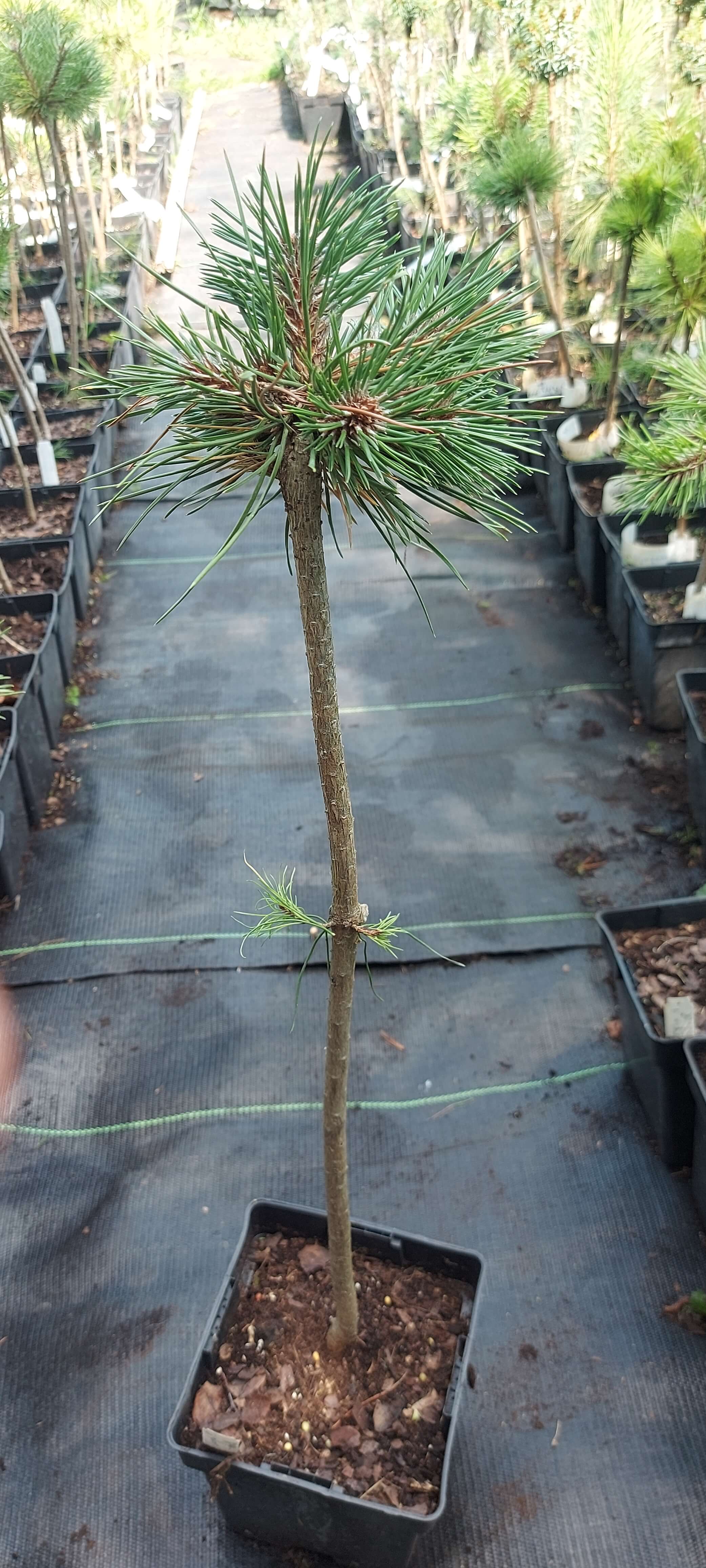 Pinus nigra 'Bobo'