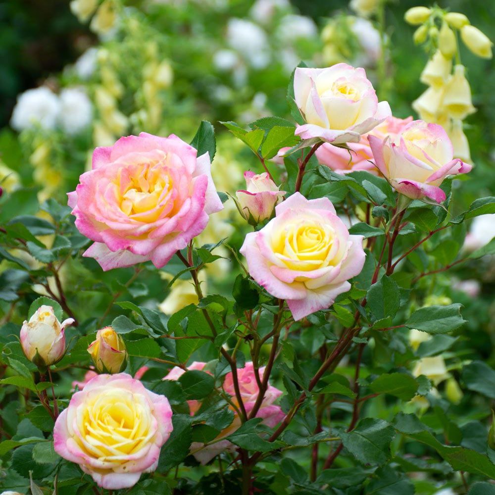 Музік Бокс (Music Box)