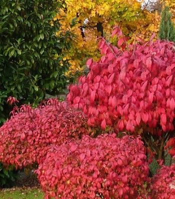 🌿 Бересклет європейський "Red Cascade"