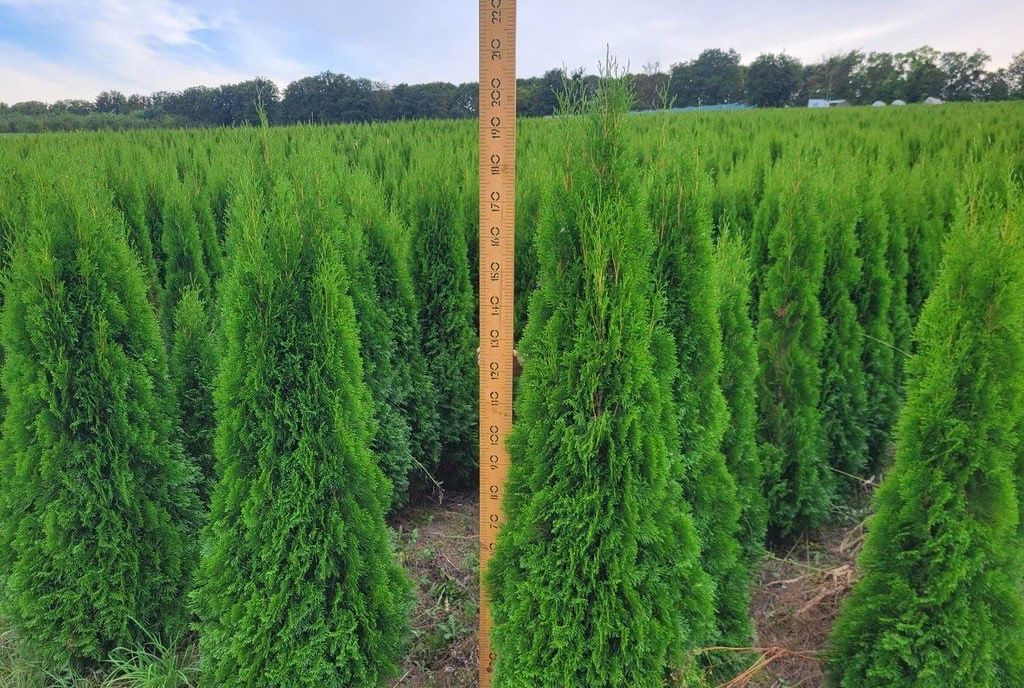 Туя смарагд в комі,мішковина 200-220см