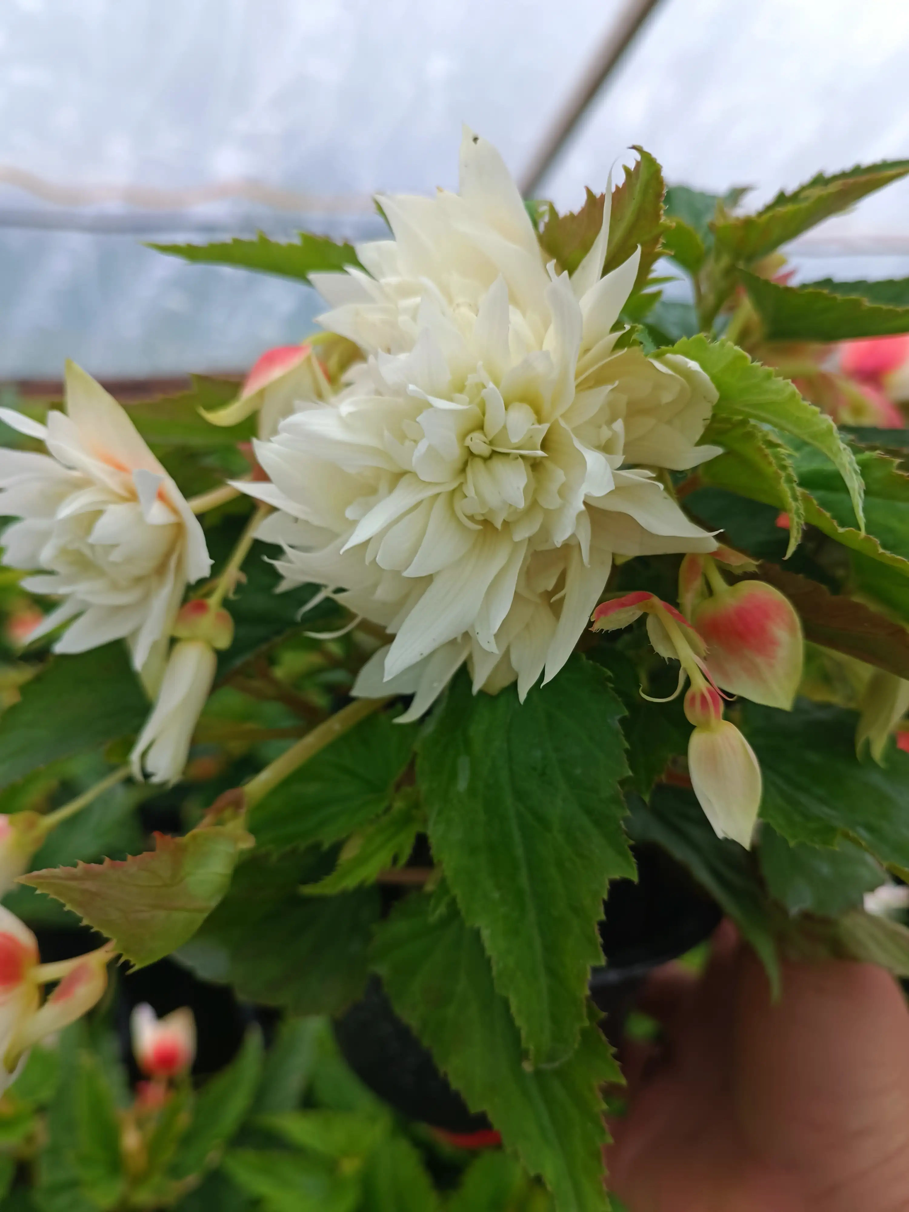 Бегонія ампельна Illumination White (касетна розсада)