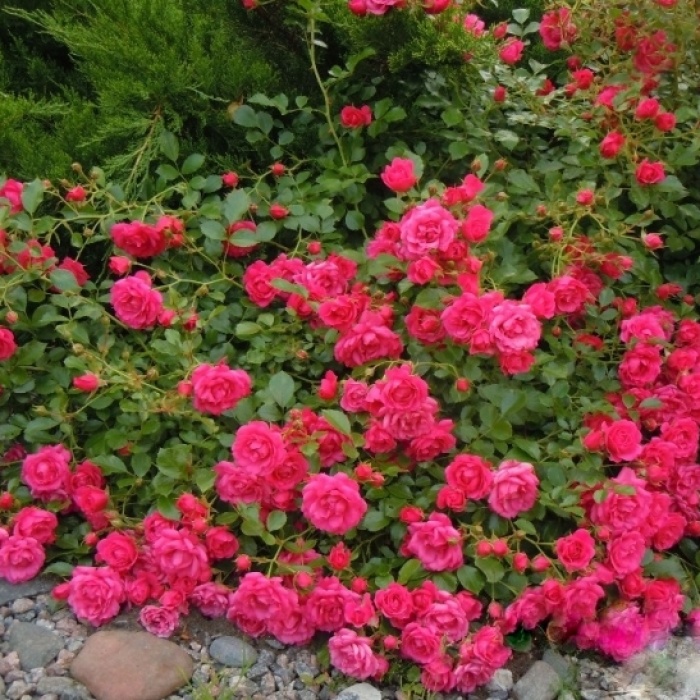 Троянда грунтопокривна Роді