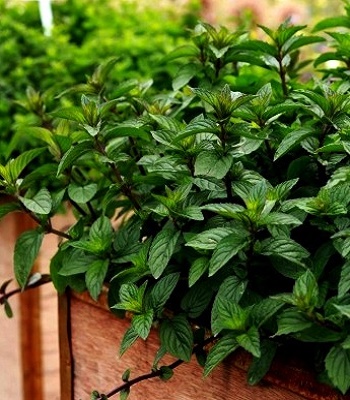 🌿 М'ята перцева