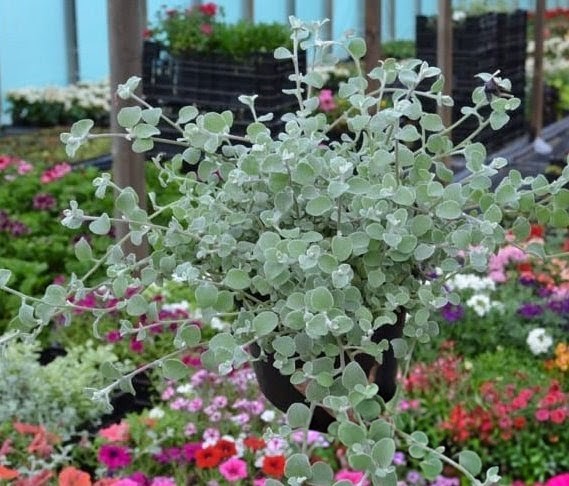 Геліхризум Silver  ( в горщику )