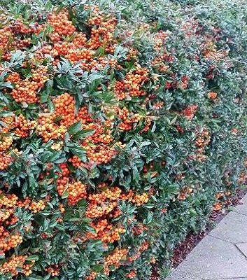 🌿 Піраканта "Orange Glow"