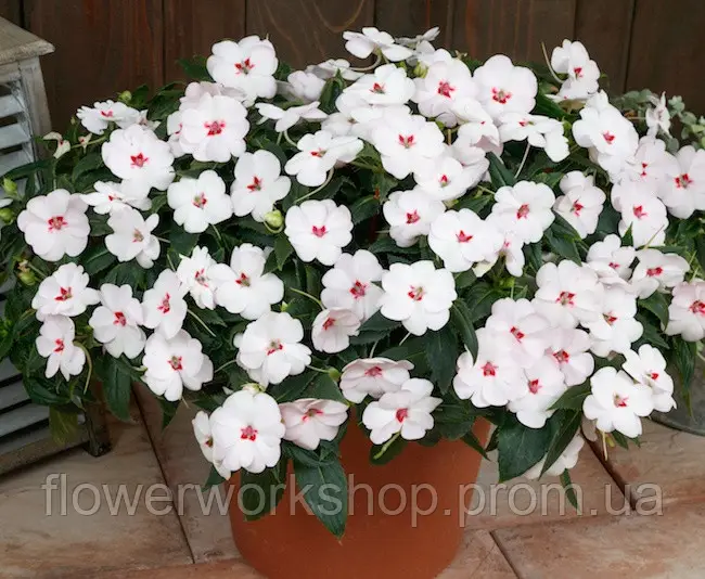 Бальзамін Новогвінейський Sunpatiens Vigorous Sweetheart  (касетна розсада)
