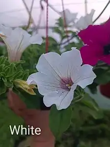 Петунія White (в горщику р.10)