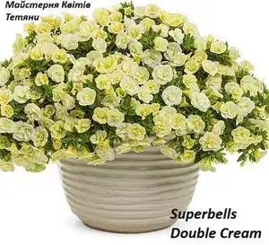 Калібрахоа Superbells Double Cream (касетна розсада)