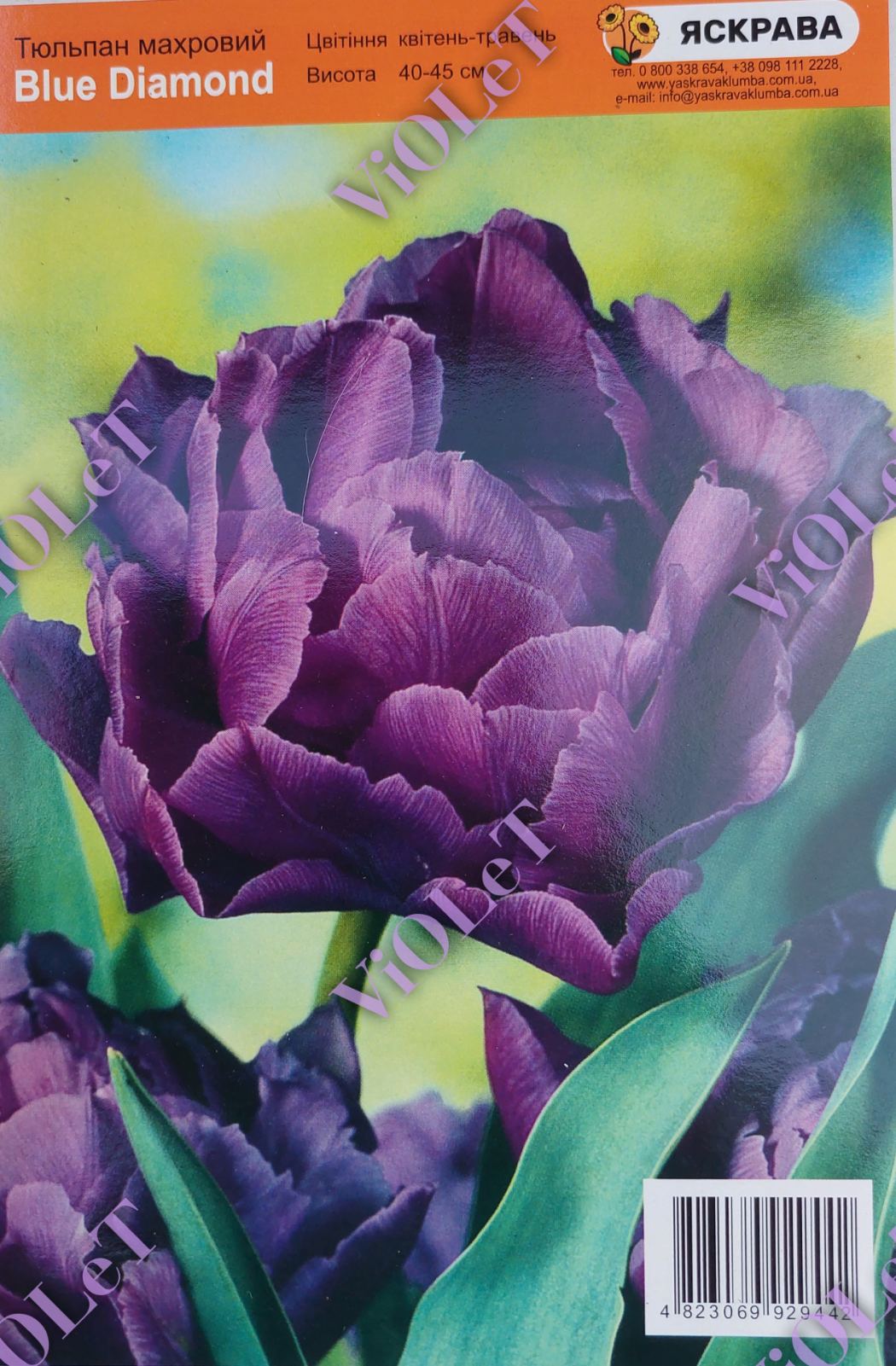 Blue Diamond,  тюльпан махровий, 10/11, 1 шт.