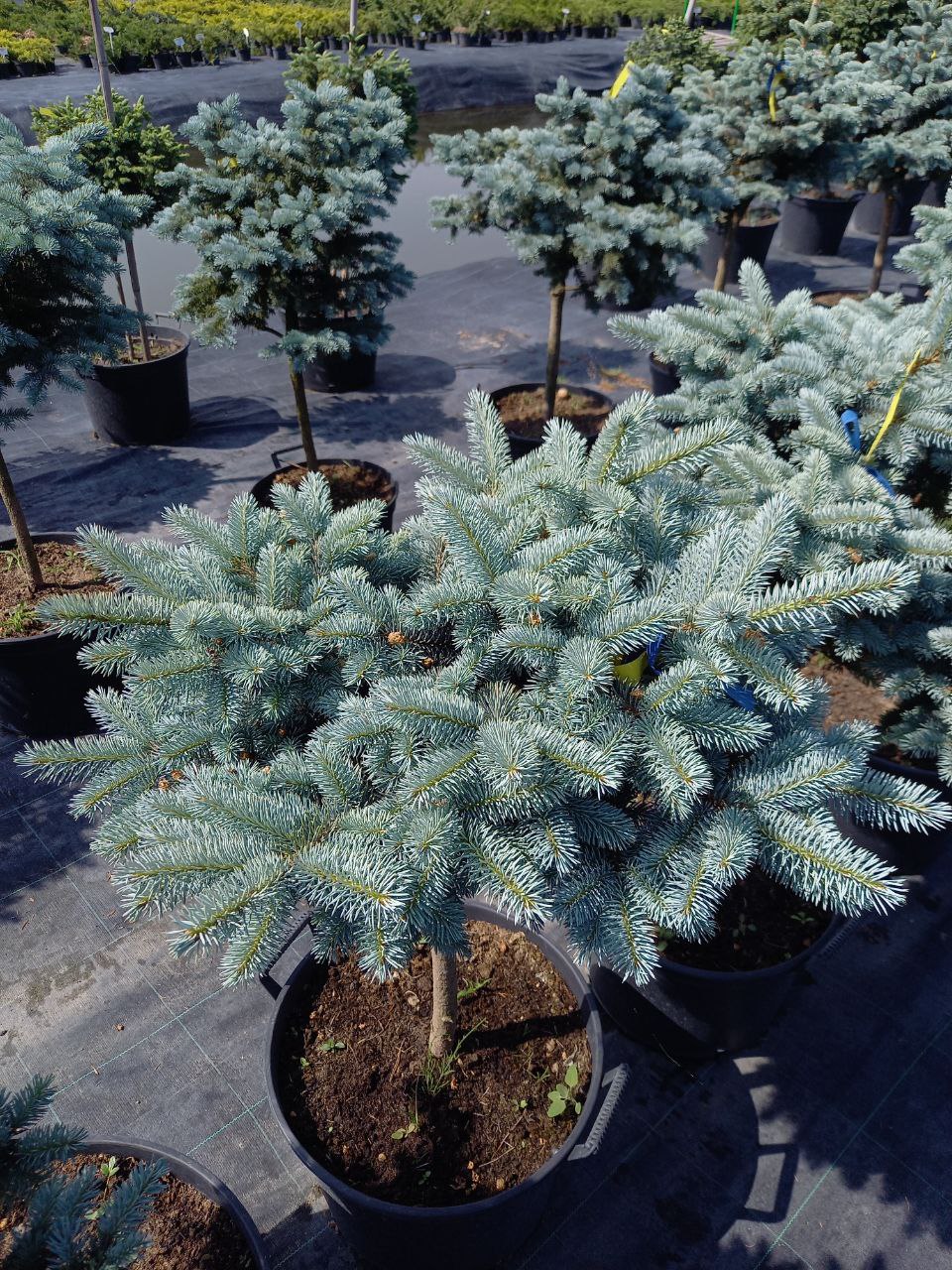 Ялина Glauca Globosa штамб