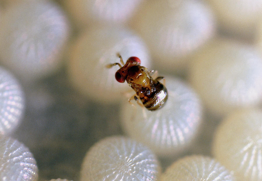 Трихограма еванесценс (Trichogramma evanescens), вогнівочна раса, проти кукурудзяного стеблового метелика та капустяної молі: картки з яйцепаразитом