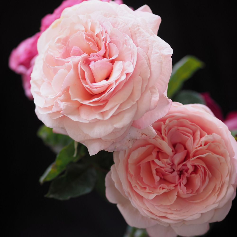 Жан де ла Фонтен - Jean de la Fontaine