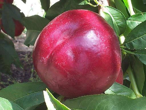 Нектарин Екстрім Ред