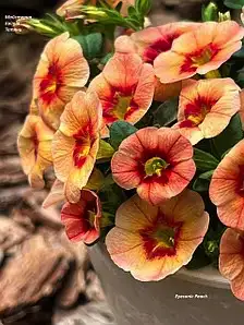 Калібрахоа Eyeconic Peach (касетна розсада)