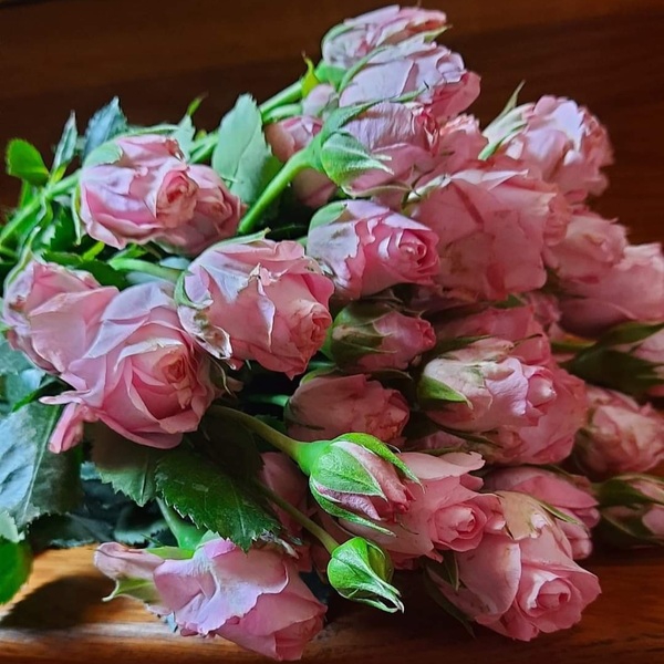 Белла Лінда Пінк — Bella Linda pink