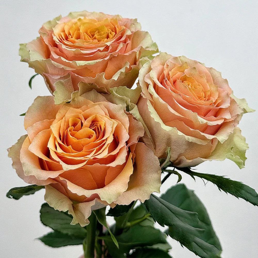 Карамель Макіато (Caramel Macchiato)