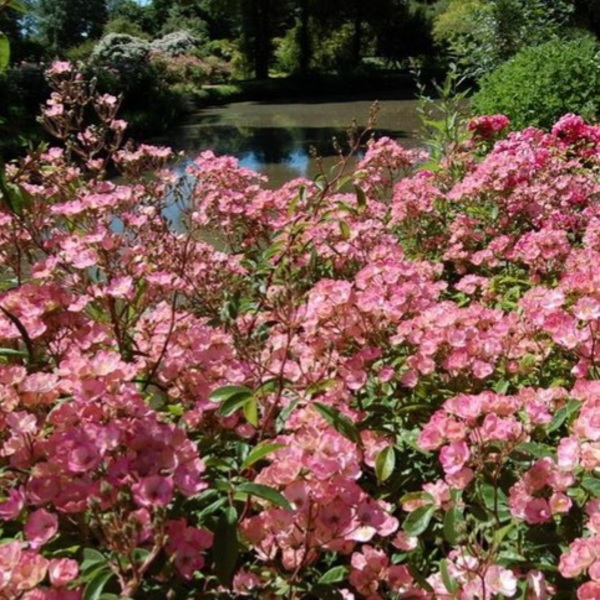 Алден Бісен — Alden Biesen