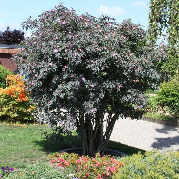 Роза Глаука — Rosa glauca (роза сиза)