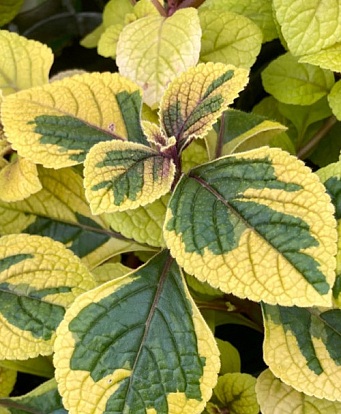 Плектрантус Golden Beauty (касетна розсада)