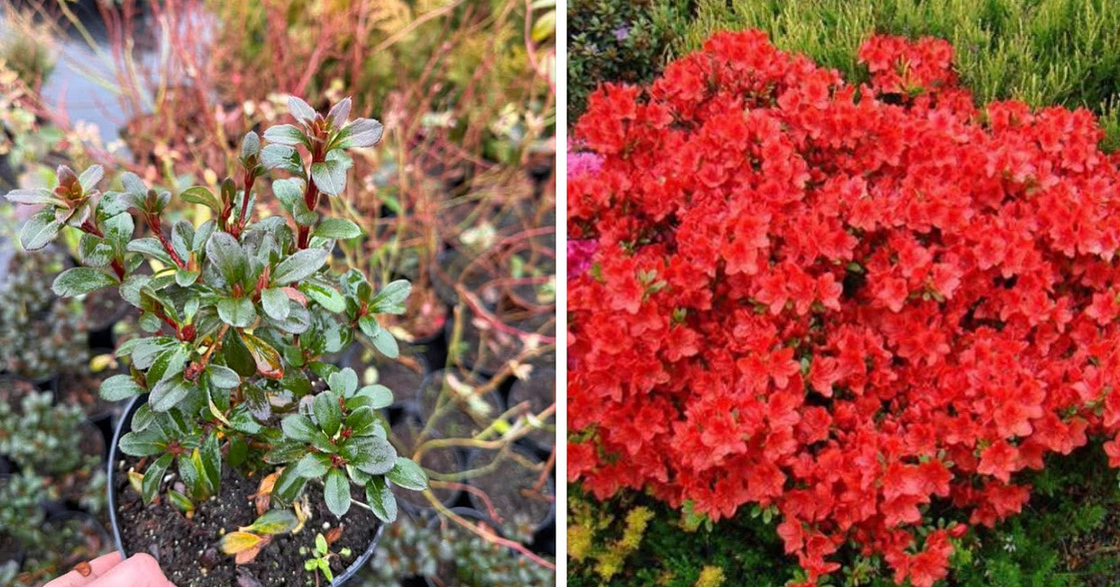 Азалія фрідоліна