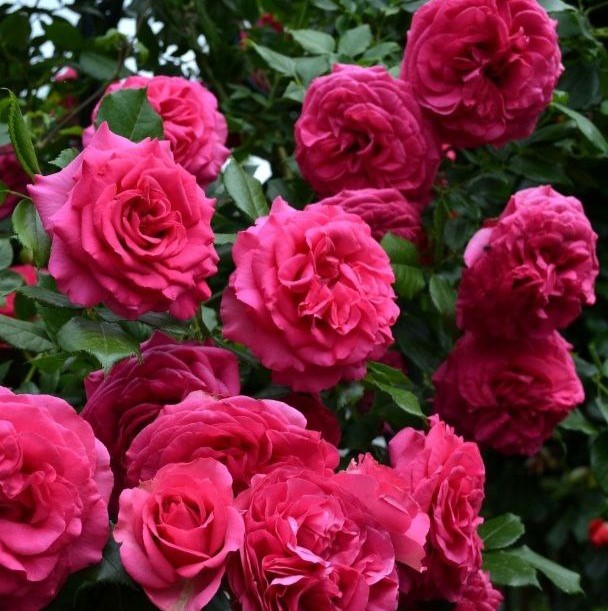 Марітім (Maritim)