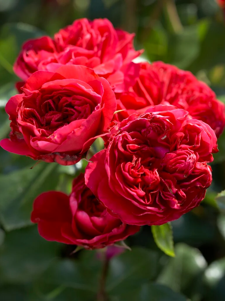 Троянда флорібунда Red Leonardo da Vinci