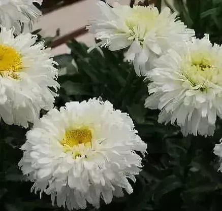 Ромашка  Macaroon  ( в горщику  )