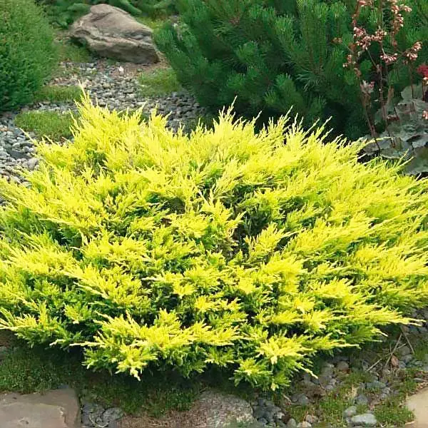 🌿 Ялівець 'Old Gold' (Juniperus × pfitzeriana 'Old Gold') в касеті