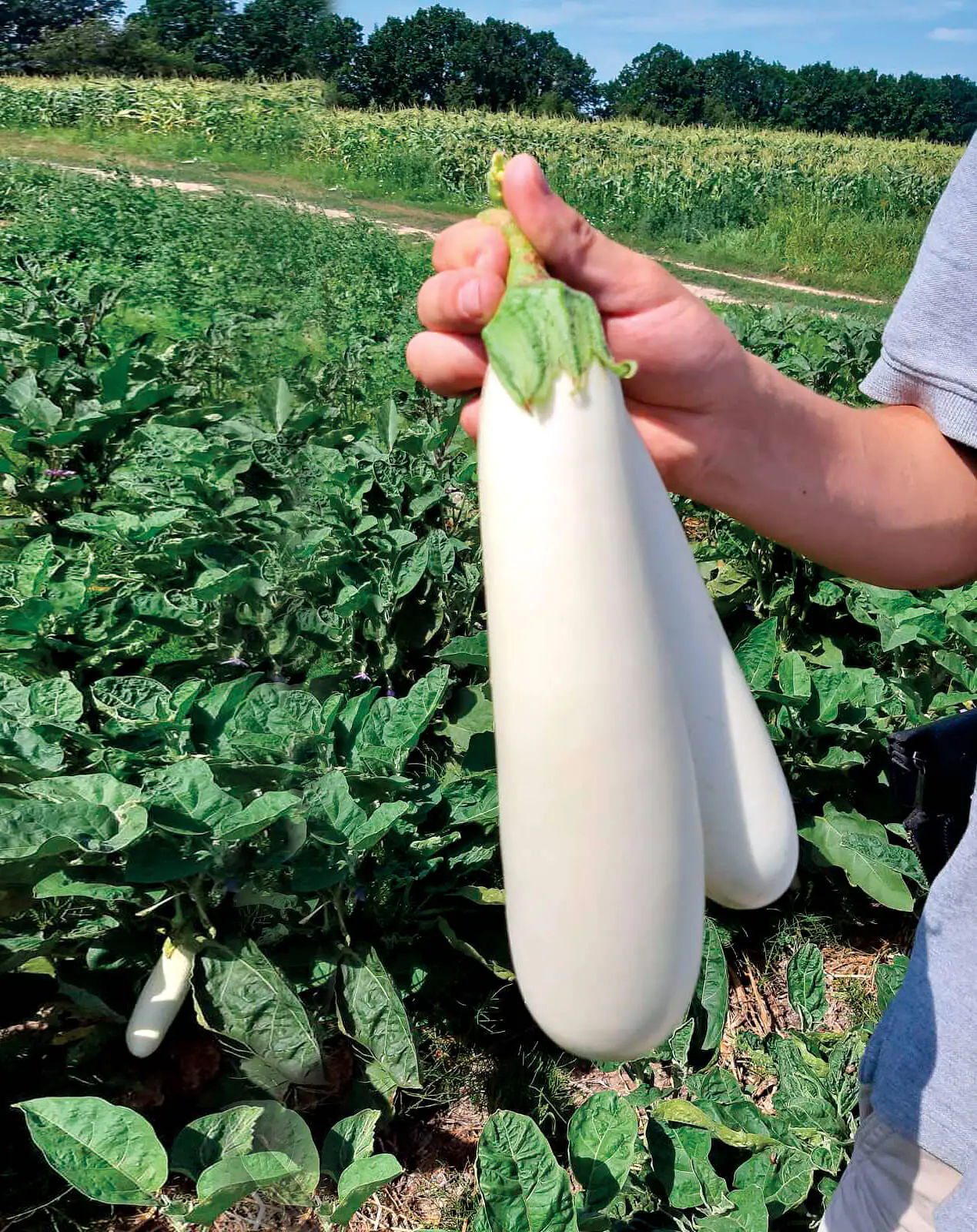 Баклажан Мобі Дік F1  250 нас