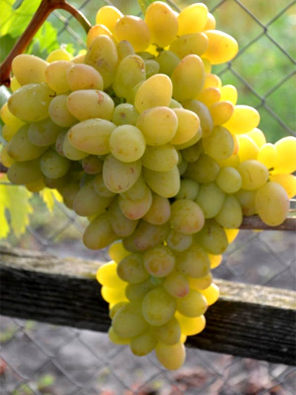 Пам’яті Смольнікова