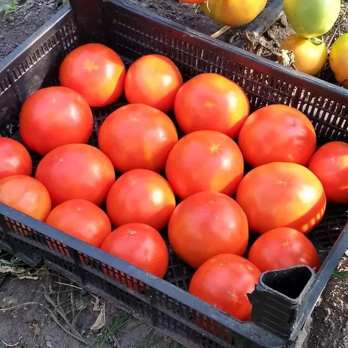 БЕЛЛА РОСА F1 / BELLA ROSA F1  Томат Детермінантний, Sakata 500 нас