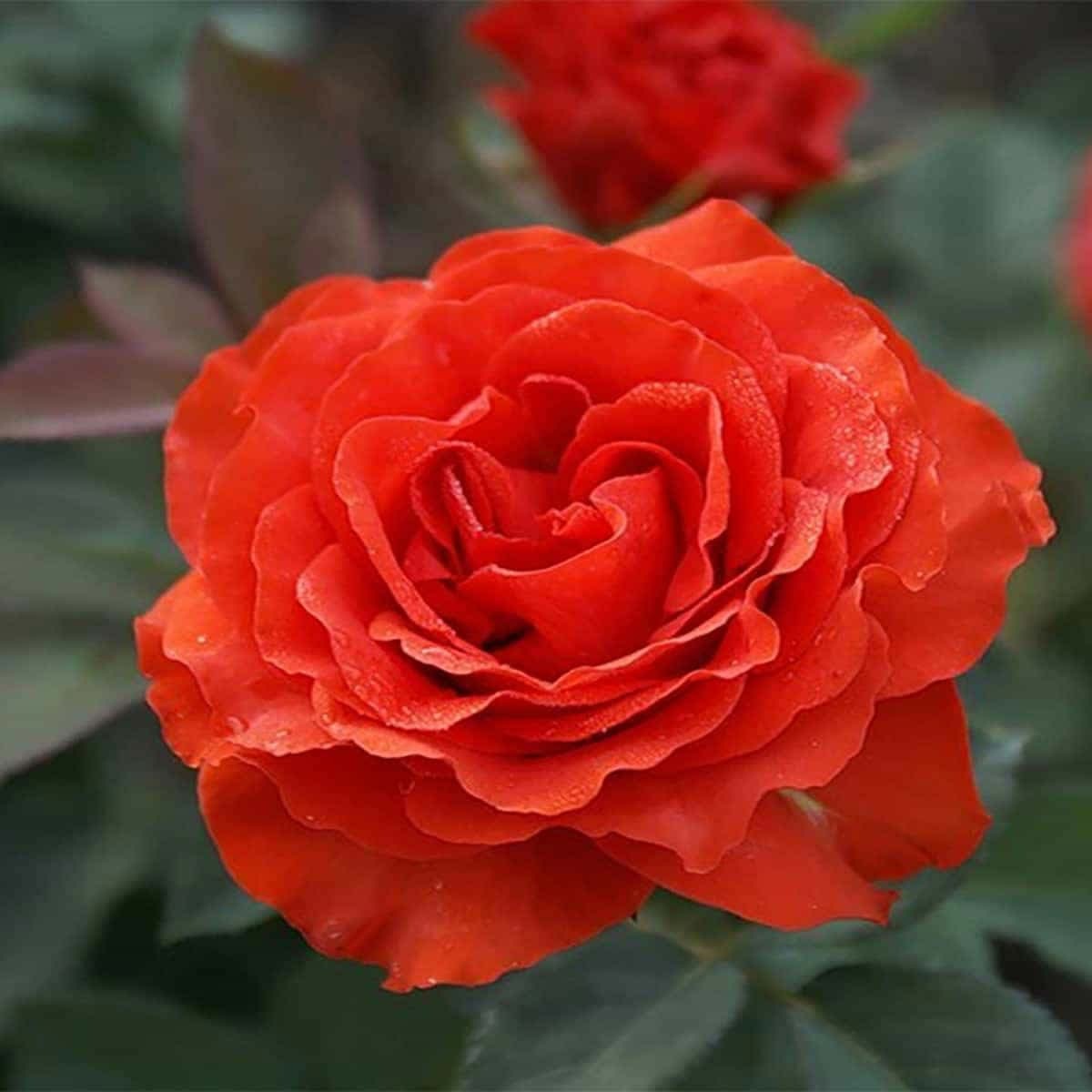 Троянда чайно-гібридна Ель Торо