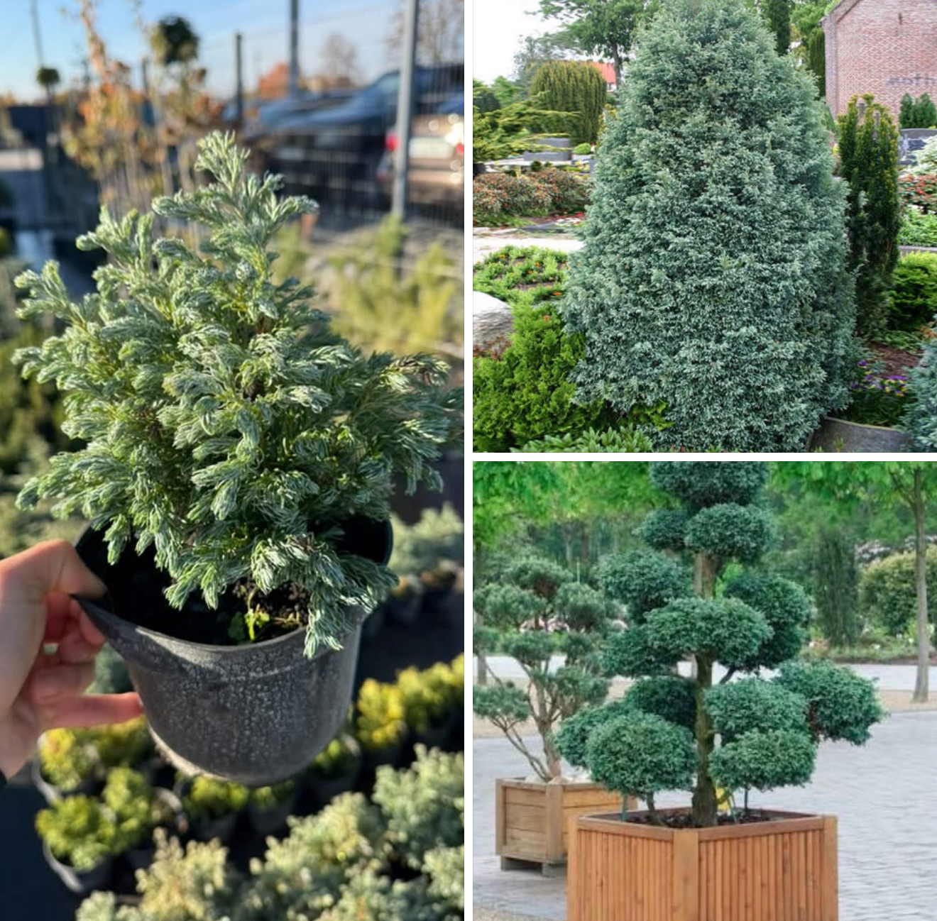 Кипарисовик Булейвард 1,5 л 