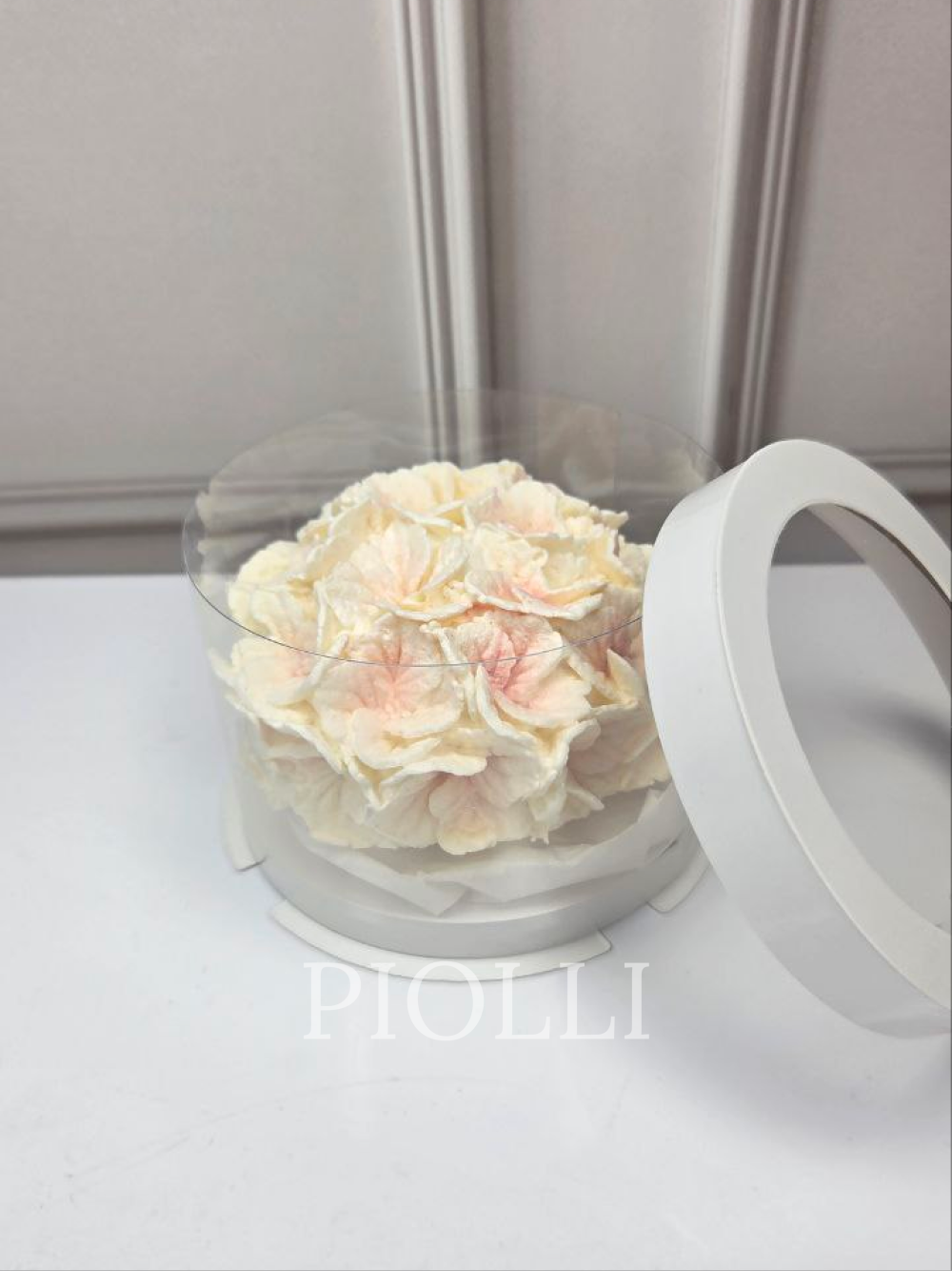 Зефірна гортензія