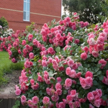 Лес Кватре Сізон (Les Quatre Saisons)