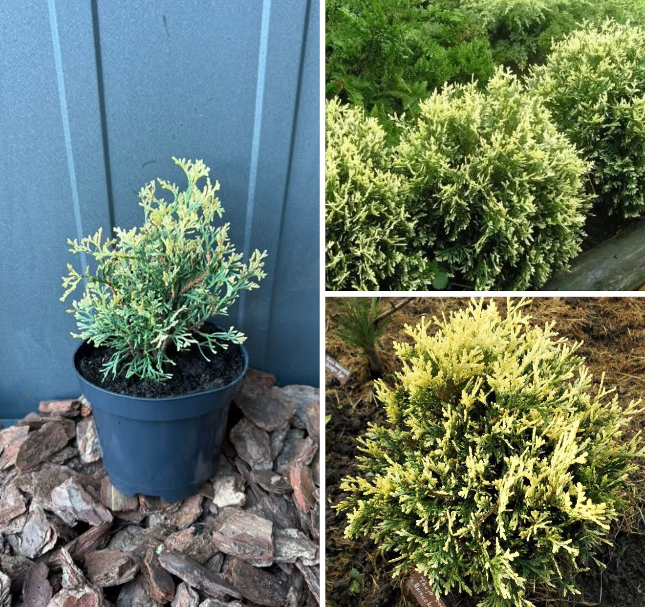 Туя голден перл