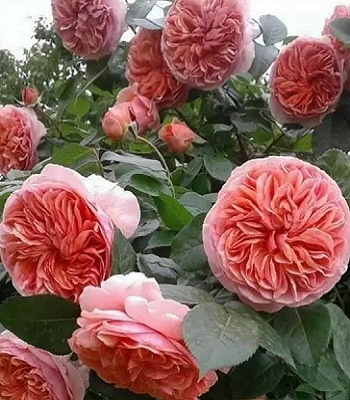 🌹 Троянда англійська "Chippendale"