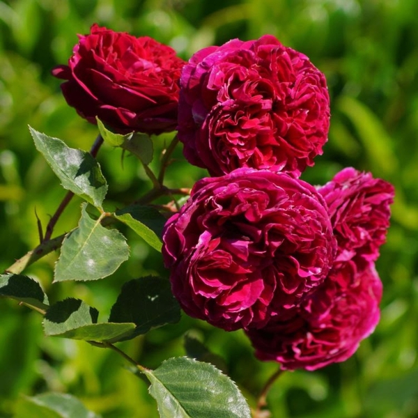 Фальстаф — Falstaff